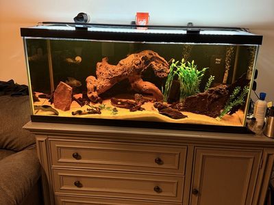75 gallon Glass Aquarium with Wooden Cabinet and Fluval FX4 Canister Filter