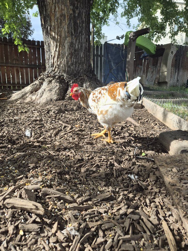 friendly rooster extremely healthy