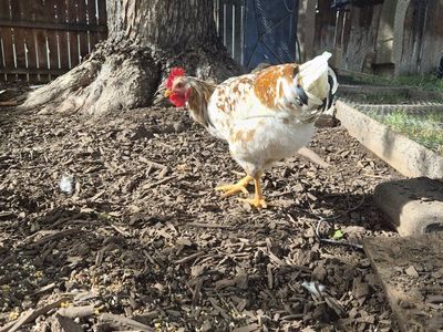 friendly rooster extremely healthy