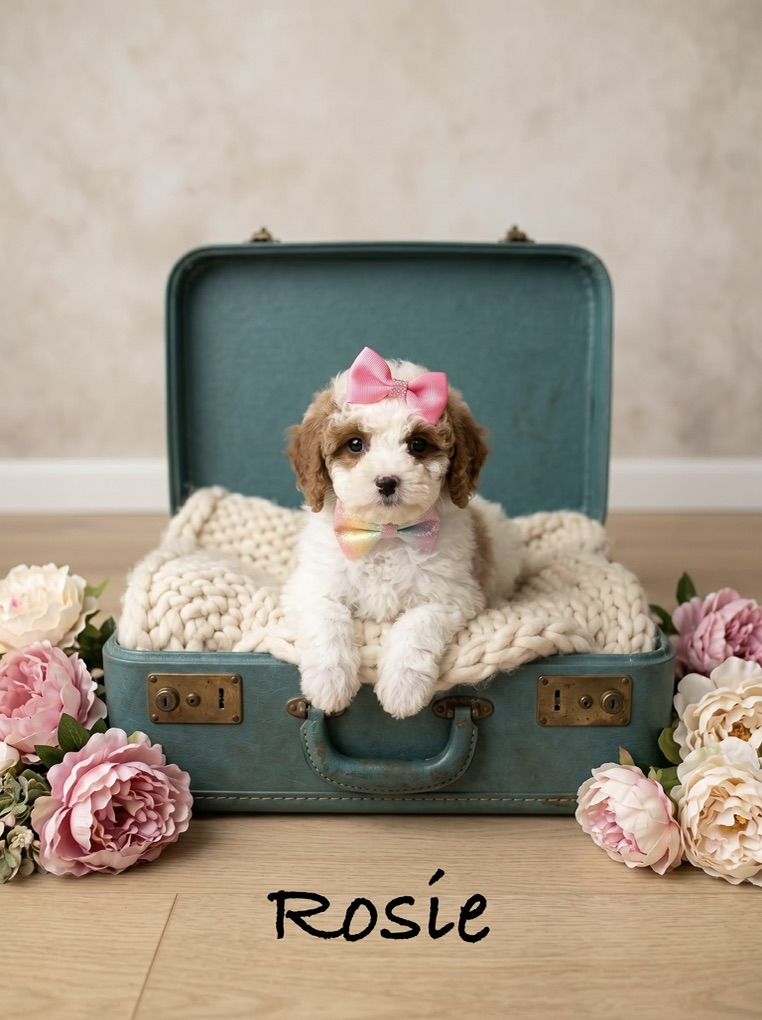 Cutest Small Doodle Puppies EVER!!