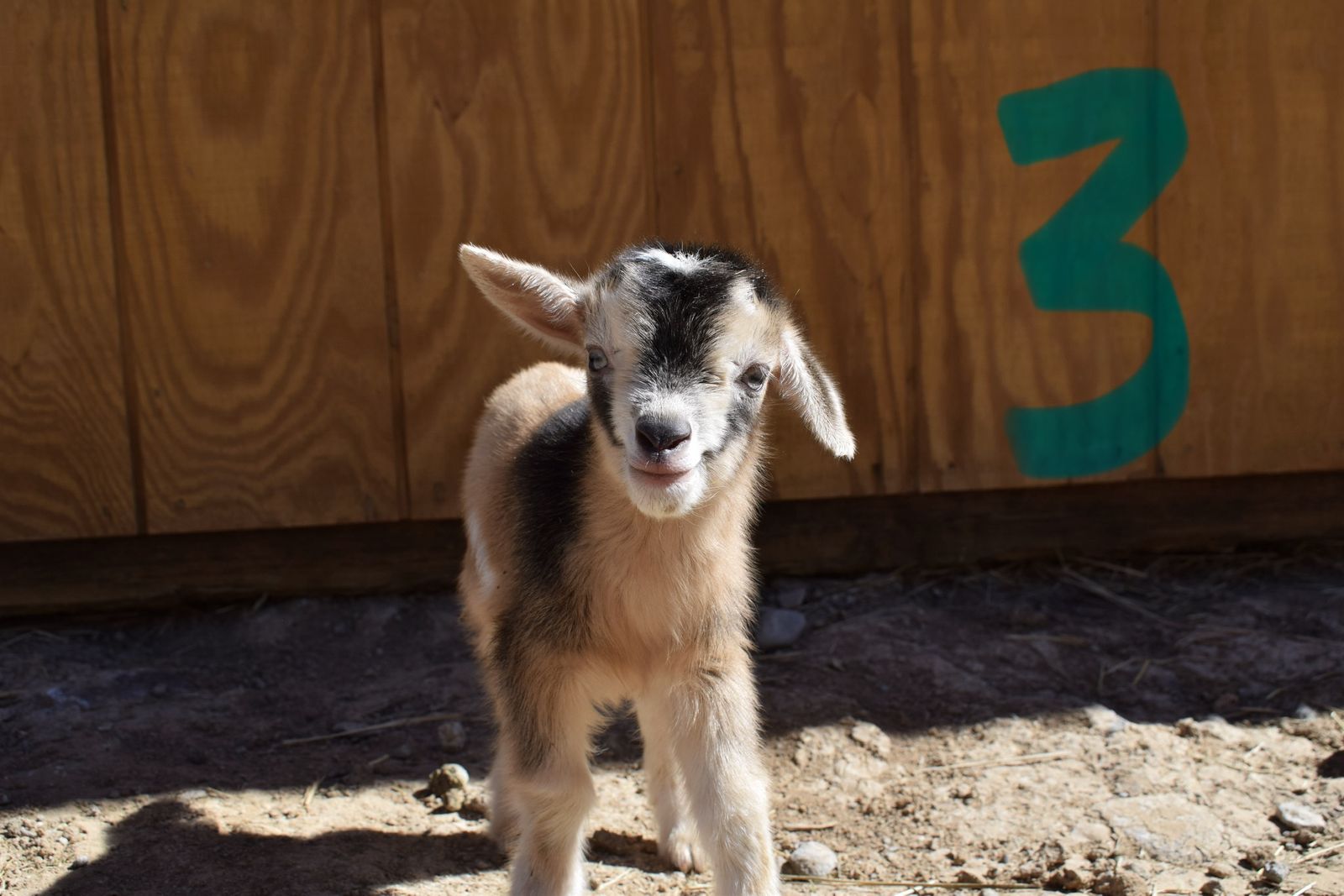 ADGA Nigerian dwarf goats