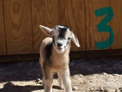 ADGA Nigerian dwarf goats