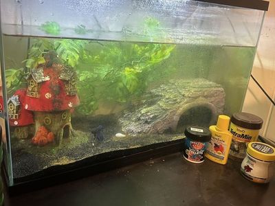Complete Fish Tank Setup with Decorations and Food