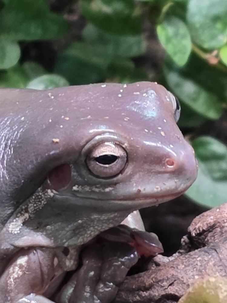 Healthy White's Tree Frogs- Dumpy Tree Frog for Sale