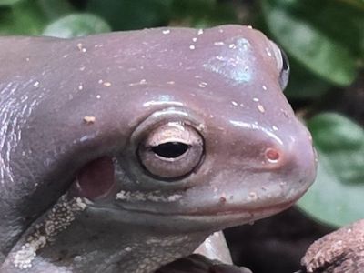 Healthy White's Tree Frogs- Dumpy Tree Frog for Sale