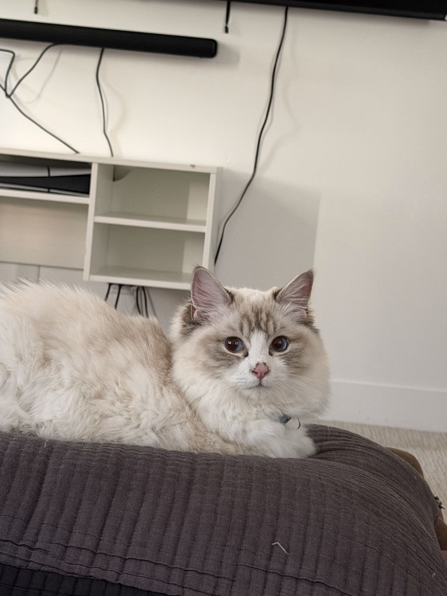 Purebred Ragdoll kitten 