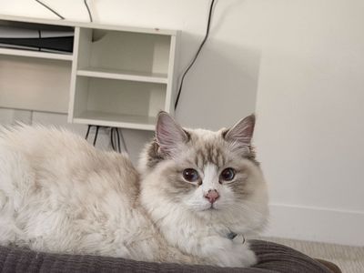 Purebred Ragdoll kitten