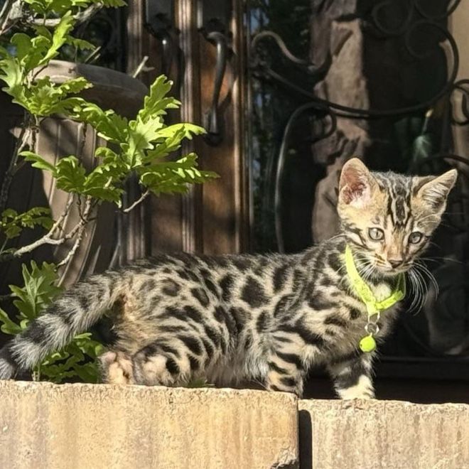 Pure Bred Bengal Female