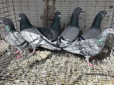 Homing Pigeons