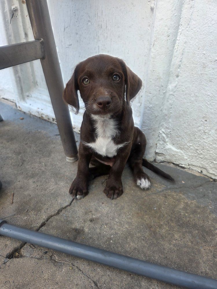 Adorable Puppies - Ready for Their Forever Homes!