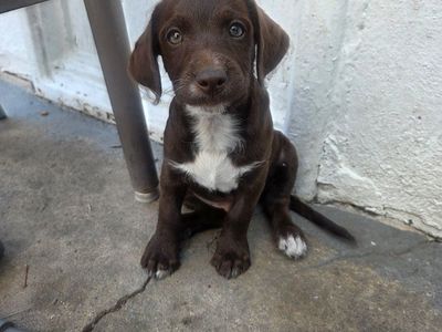 Adorable Puppies - Ready for Their Forever Homes!