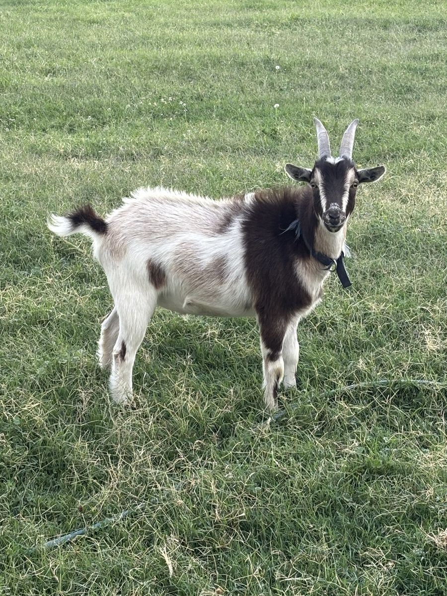 2 wethers goats
