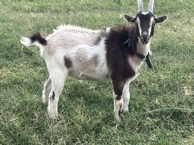 2 wethers goats