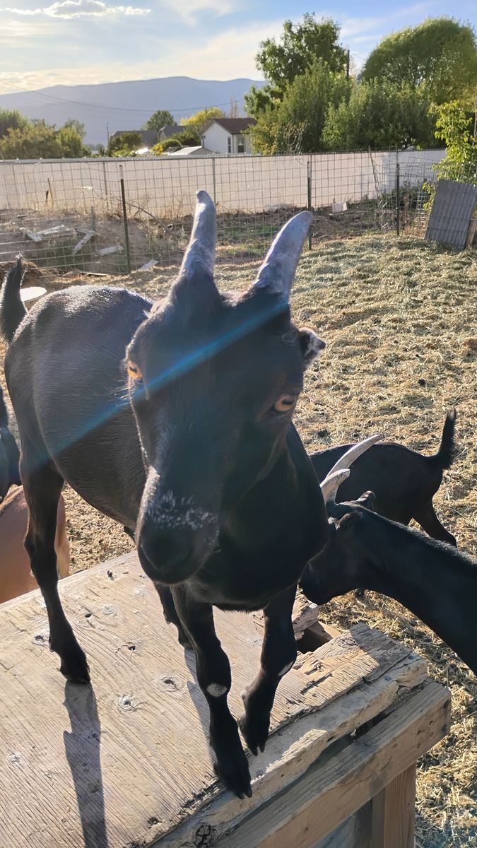 Lamancha doelings