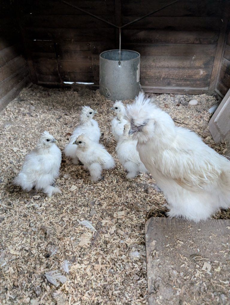 Silkie Chicks & Young Chickens