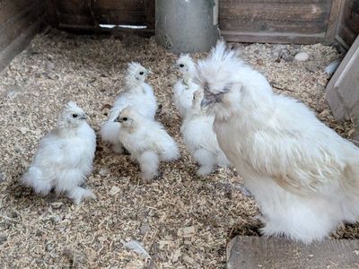 Silkie Chicks & Young Chickens