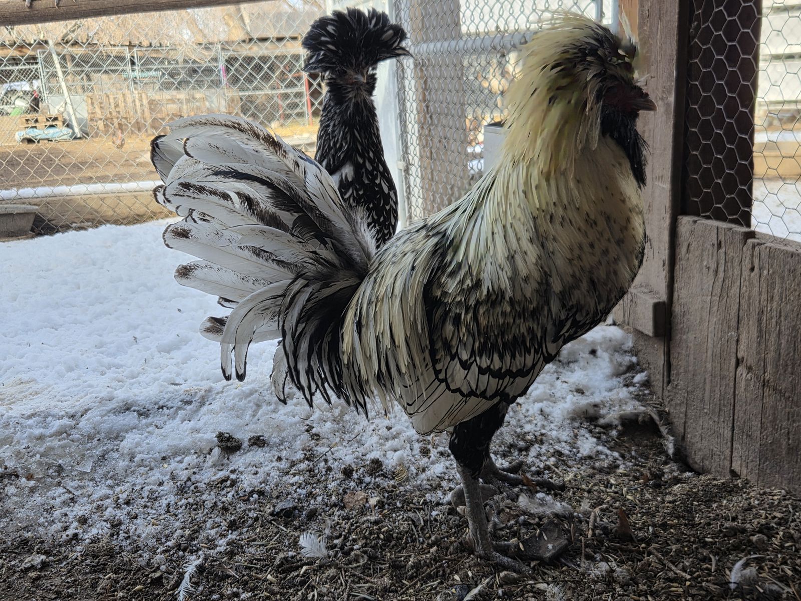 Silver Laced Polish Chicks