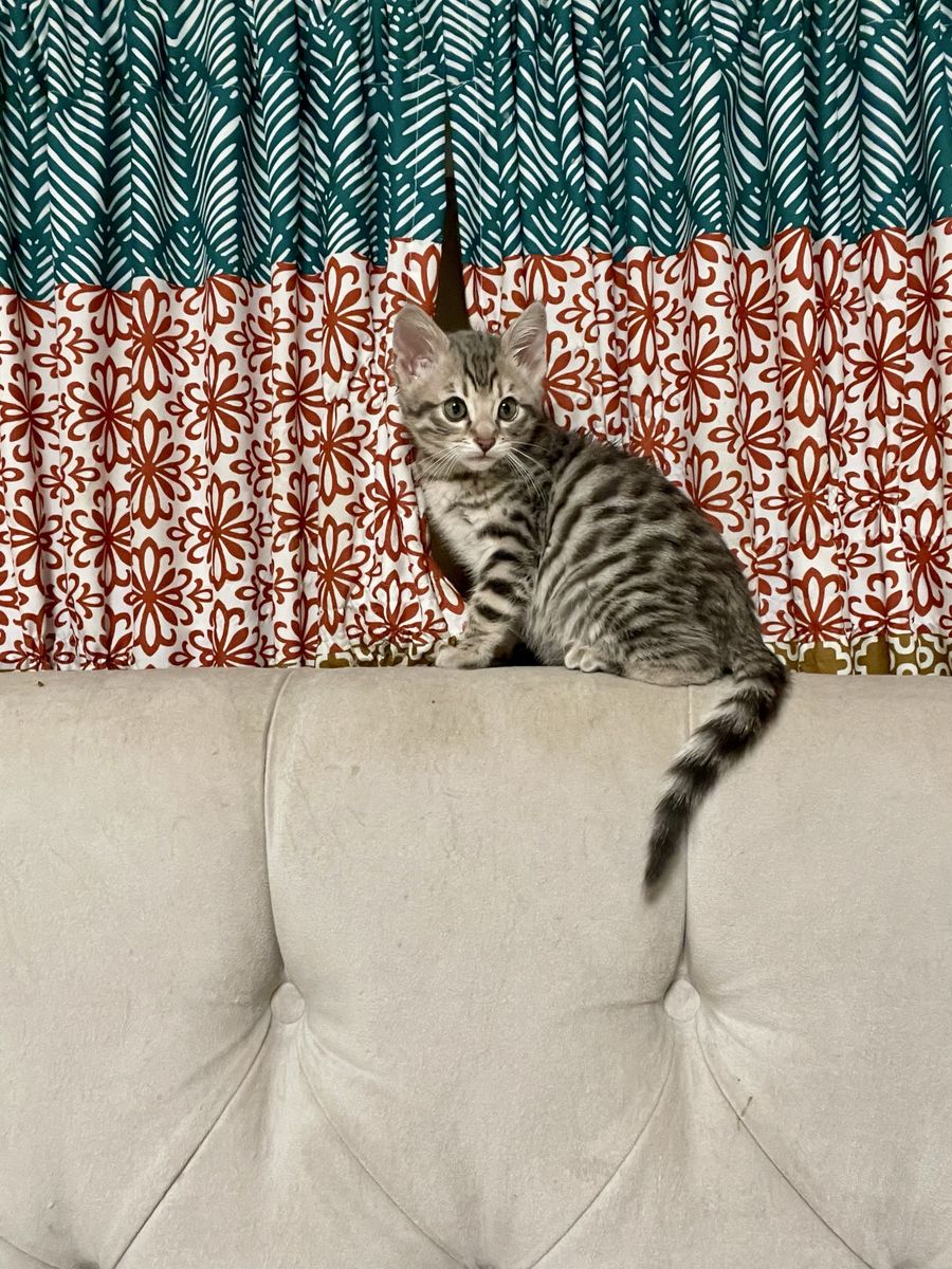 Bengal Kitten