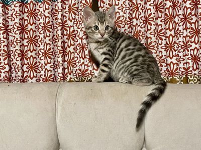 Bengal Kitten