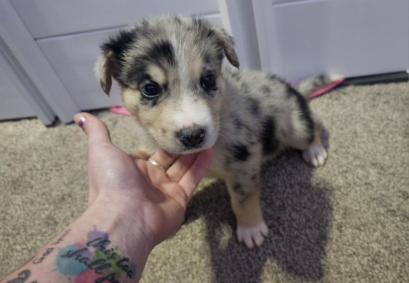 Australian shepherd mix puppies