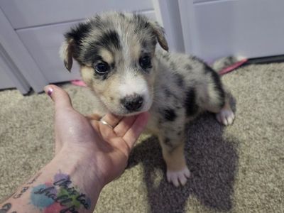 Australian shepherd mix puppies