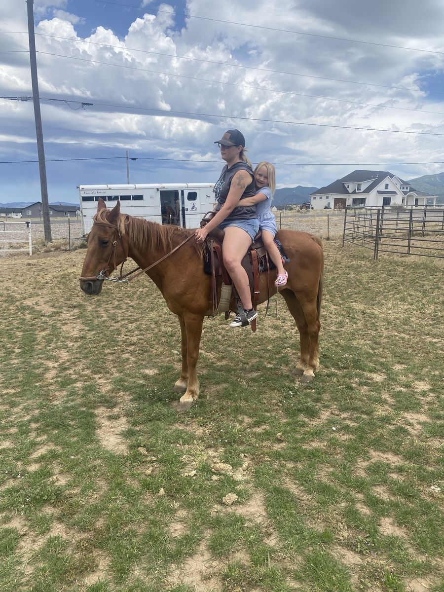 Tennessee Walker mare for sale