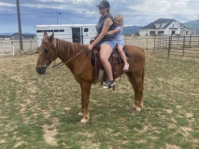 Tennessee Walker mare for sale