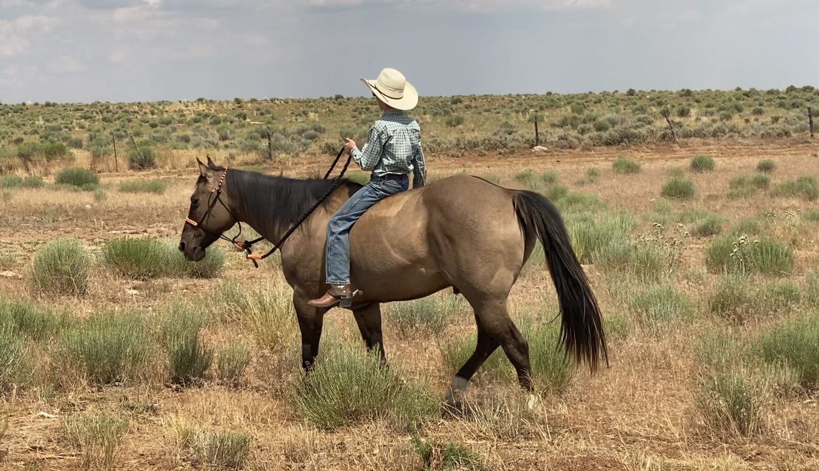 15 Year Old Grulla Gelding