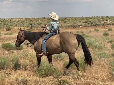 15 Year Old Grulla Gelding