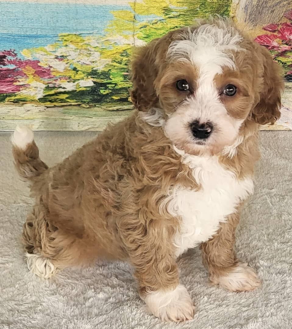 Micro Bernedoodle – Girl Mango ($2200)