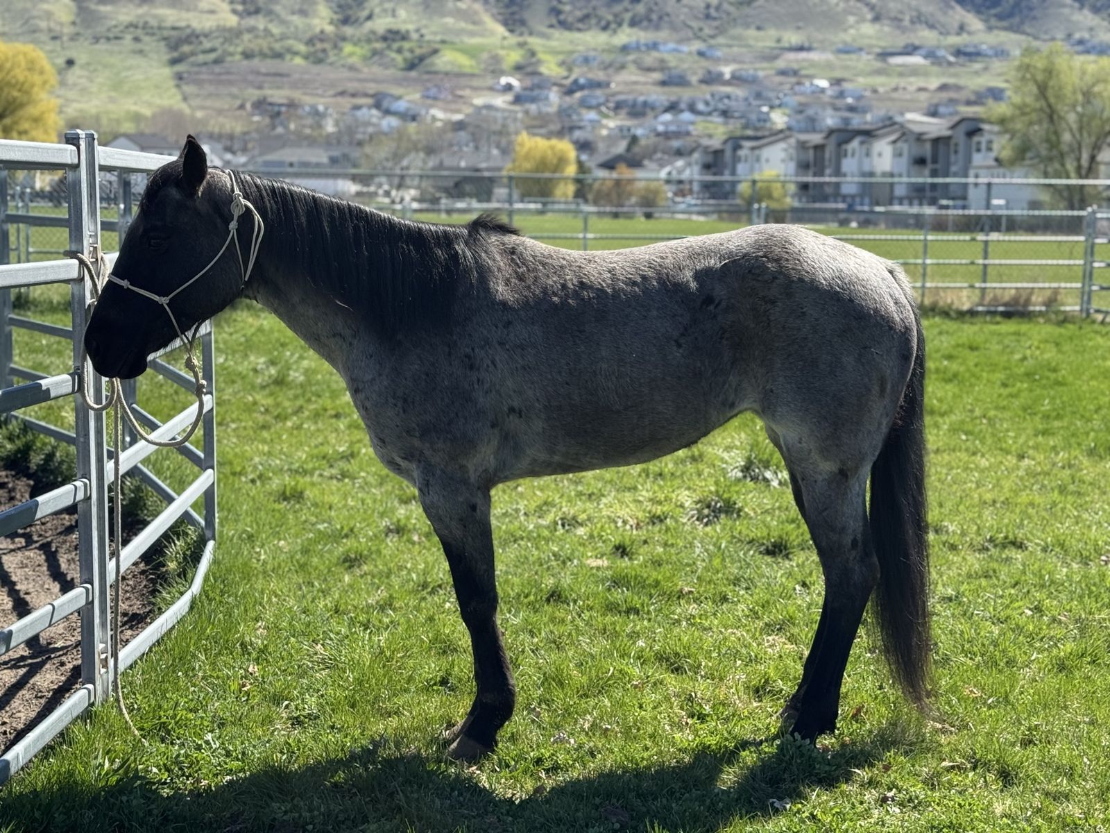 9 Year Old Blue Roan Mare