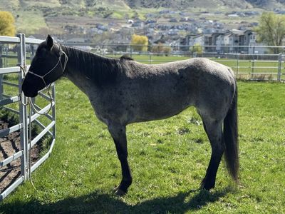 9 Year Old Blue Roan Mare