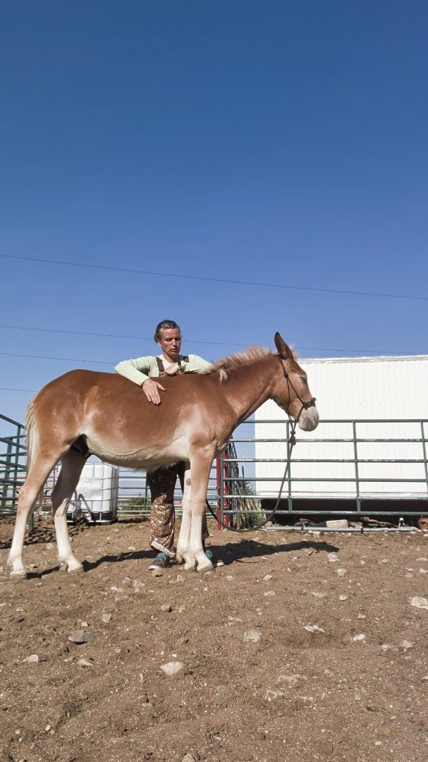 Haflinger Mule yearling