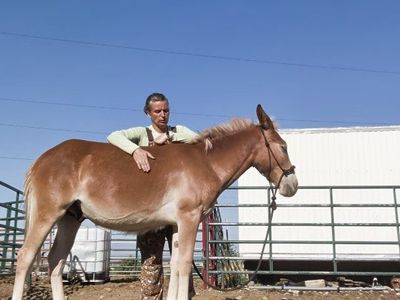 Haflinger Mule yearling