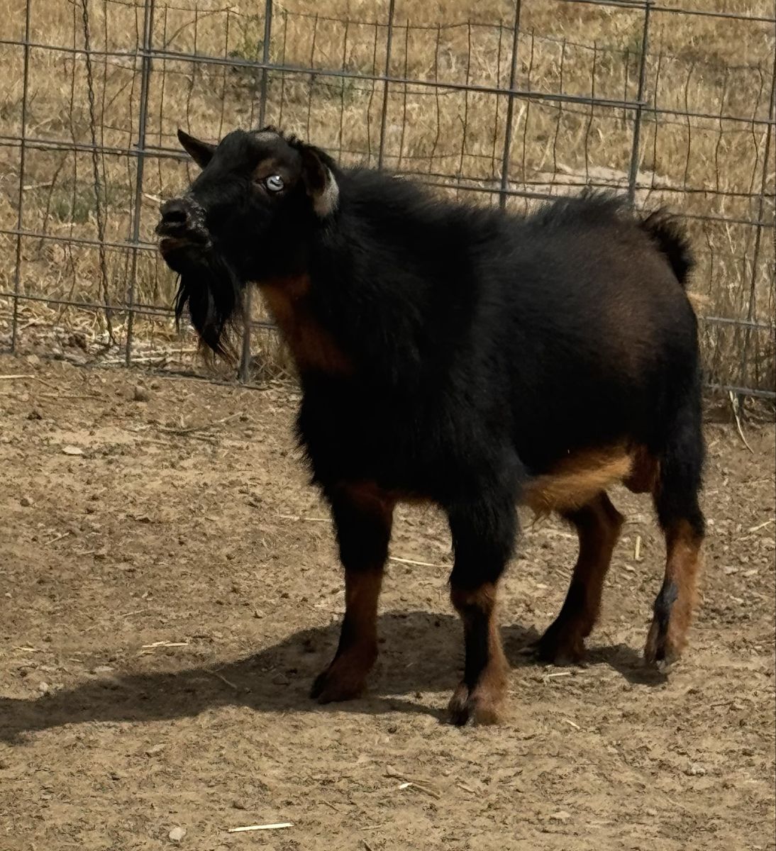Blue Eyed 2 year old Nigerian Dwarf Buck 