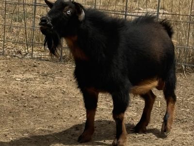 Blue Eyed 2 year old Nigerian Dwarf Buck