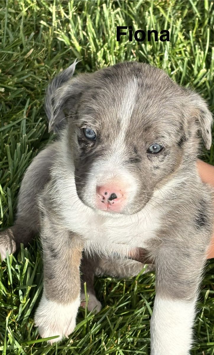 Pissie puppies!