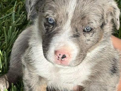 Pissie puppies!