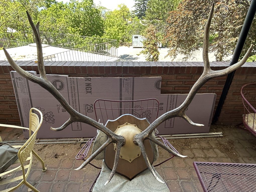 Elk Horns