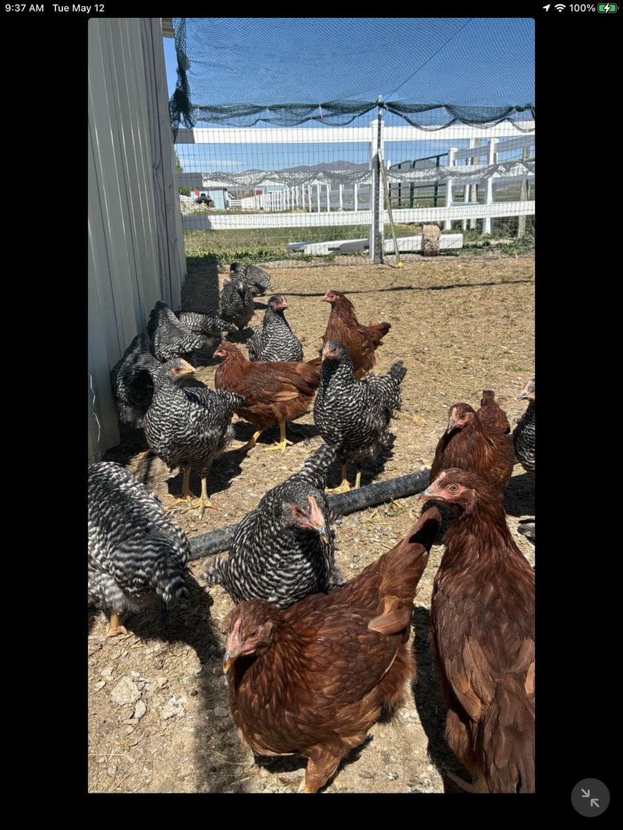 3 Month Old Laying Hens