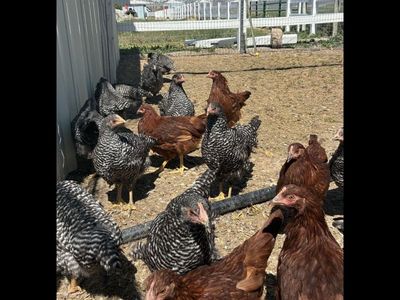 3 Month Old Laying Hens