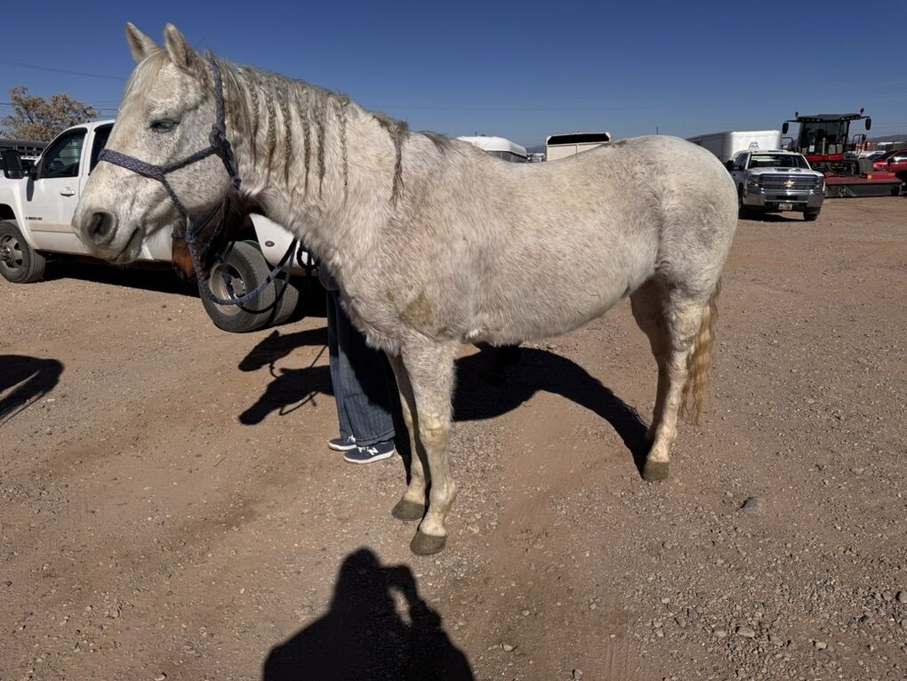 Barrel and Pole Horse
