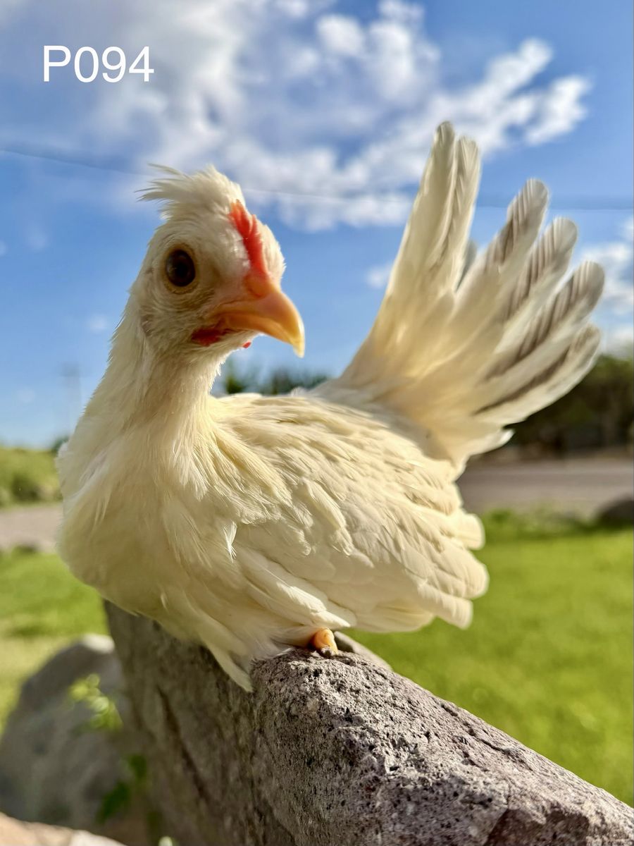 Kikiriki Pullet
