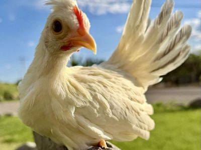 Kikiriki Pullet