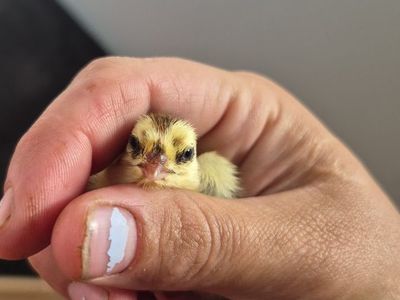 Conturnix Quail Chicks ALL AGES
