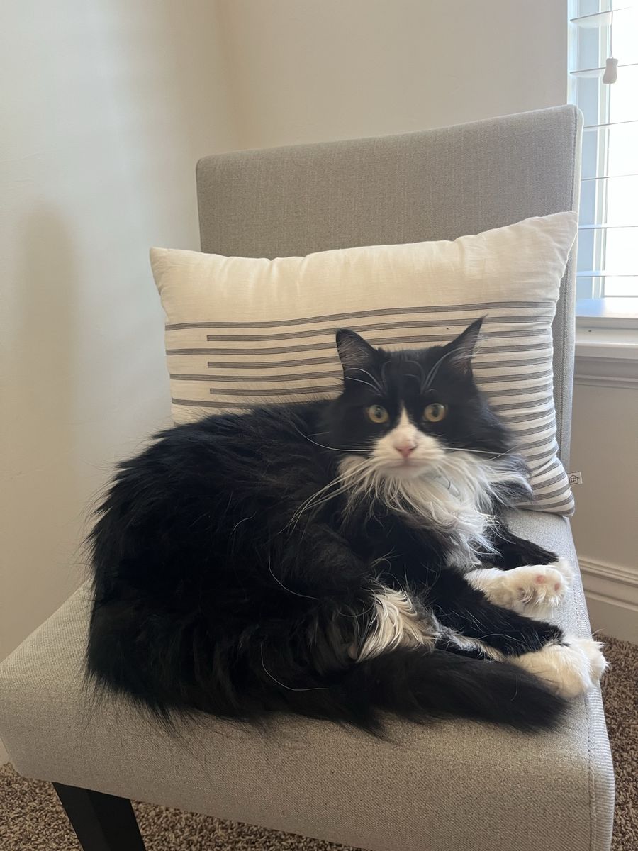 5-Year-Old Female Domestic Long Haired Black and White Cat - Hazel