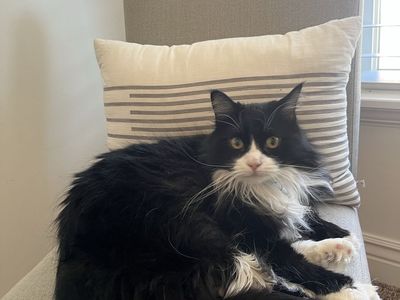 5-Year-Old Female Domestic Long Haired Black and White Cat - Hazel