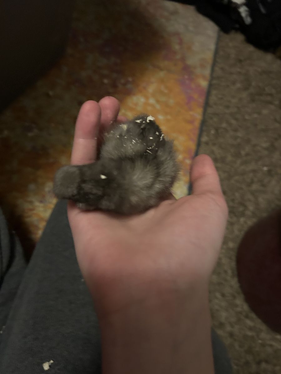 Baby Chicks for sale 5 ready to new homes