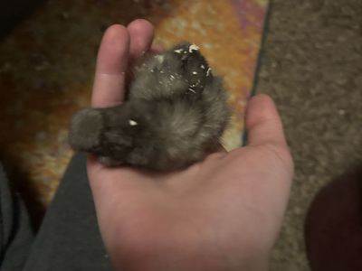 Baby Chicks for sale 5 ready to new homes