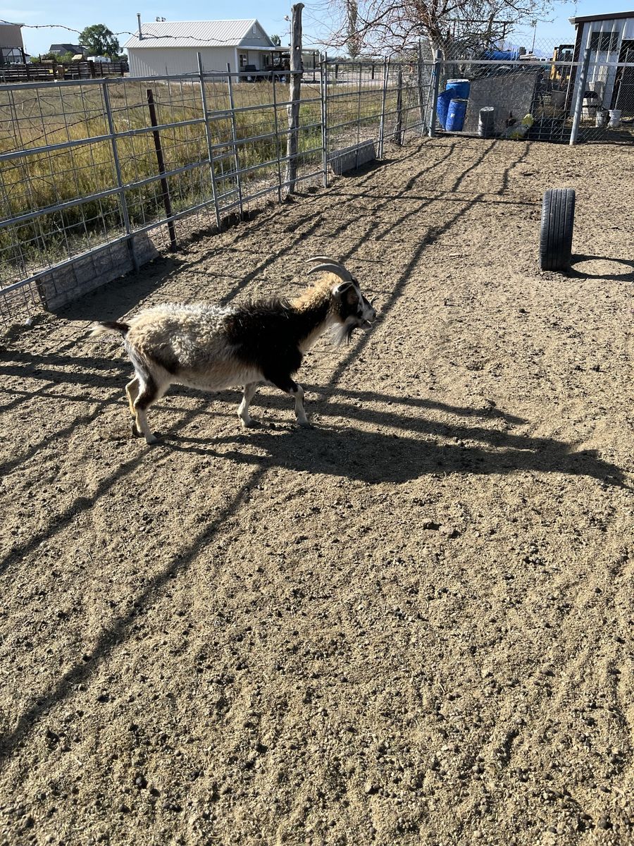 Nigerian dwarf for sale